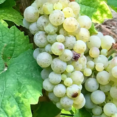 Mosel Valwig