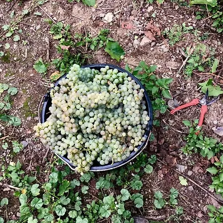 Mosel *