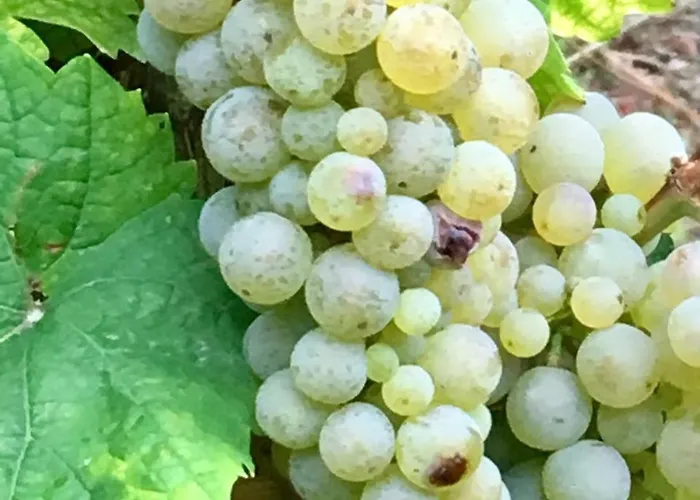 Mosel Valwig