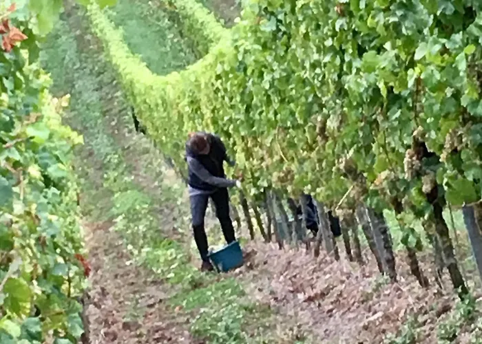 アパート Mosel ヴァルヴィヒ